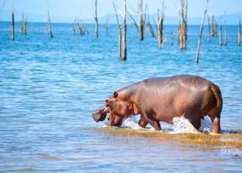 Safari matusadona en Afrique