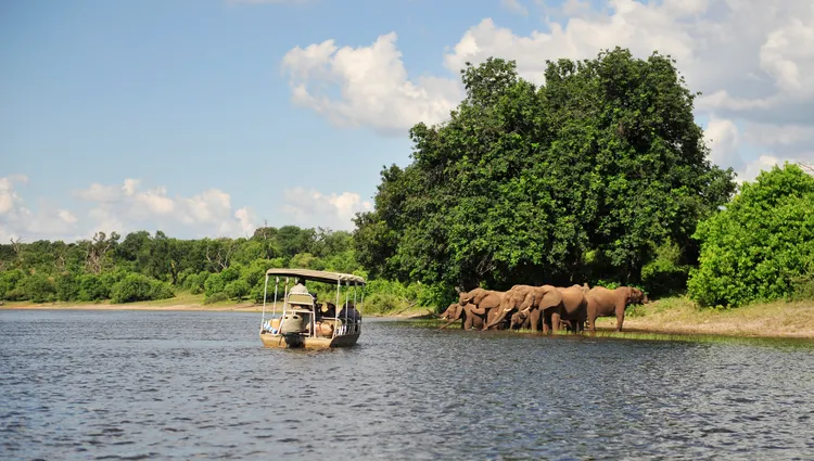 troupeau d'éléphants au parc national de Chobé