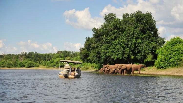 troupeau d'éléphants au parc national de Chobé