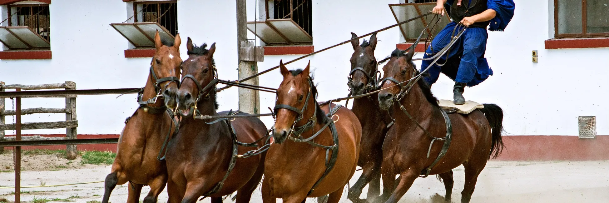 Spectacle de chevaux de Puszta 