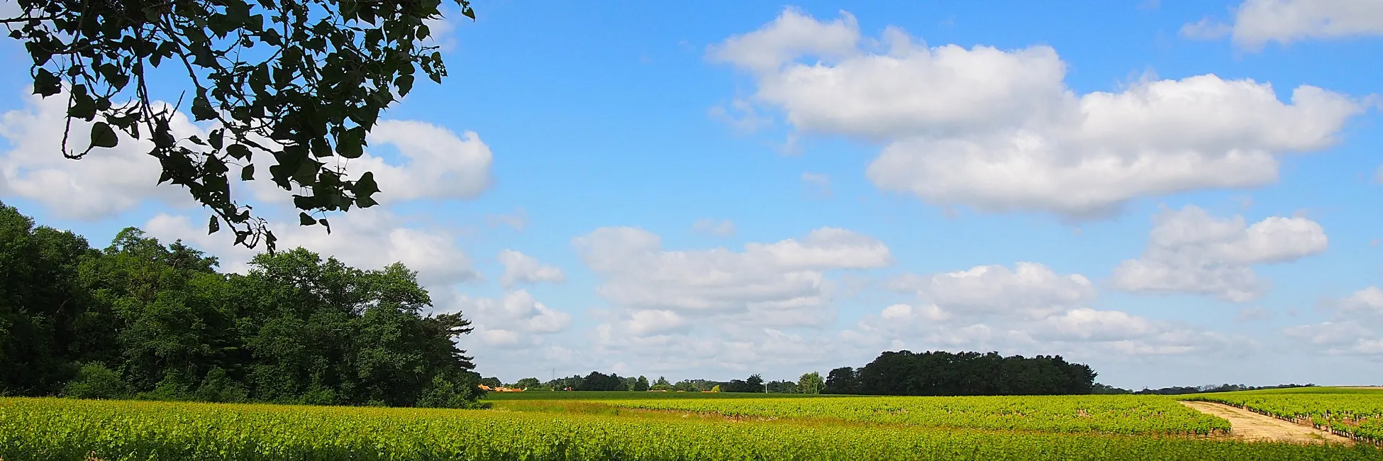 La route du Muscadet 