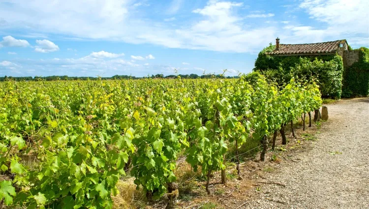 Vignes du château Simon 