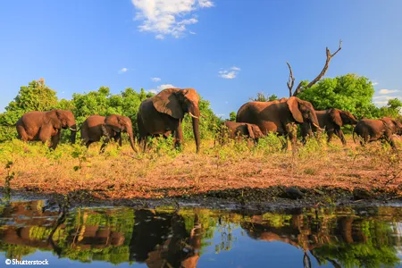 Vignette éléphants croisière Afrique 