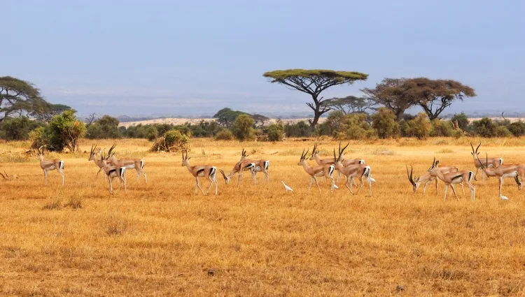 Les antilopes dans la savane 