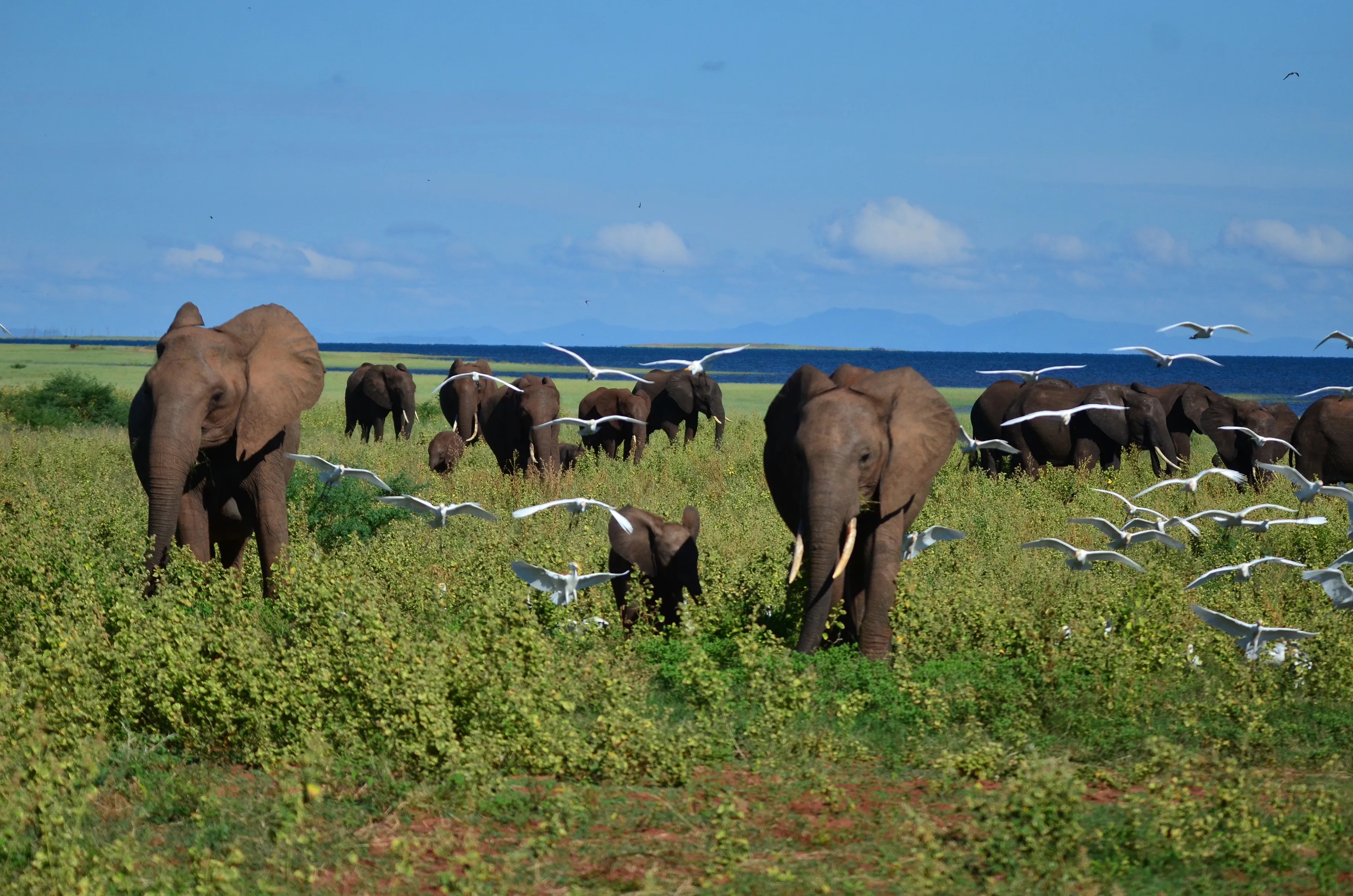 Troupeau d'éléphants dans le parc national de Matusadona