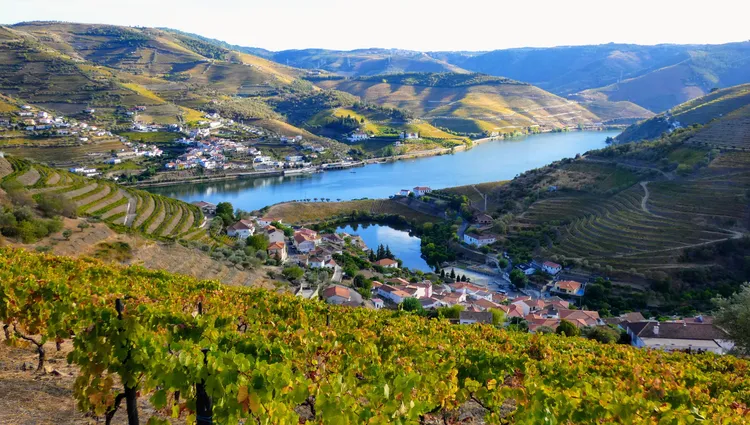 Vue d'ensemble sur les vignes de la vallée du Douro 
