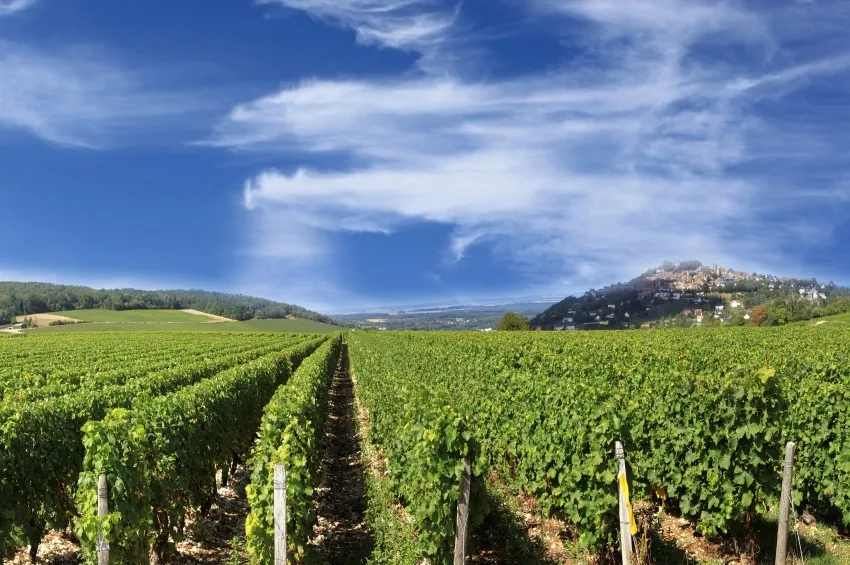 Le vignoble de Sancerre 