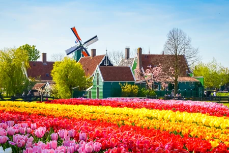 Vignette champs de tulipes à Zaanse Schans 