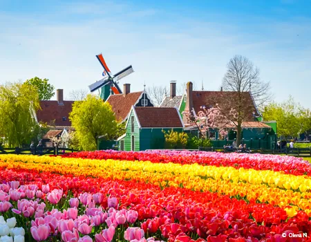 Vignette champs de tulipes à Zaanse Schans 