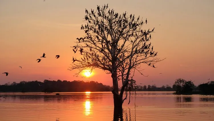 Coucher du soleil sur l'Amazone 