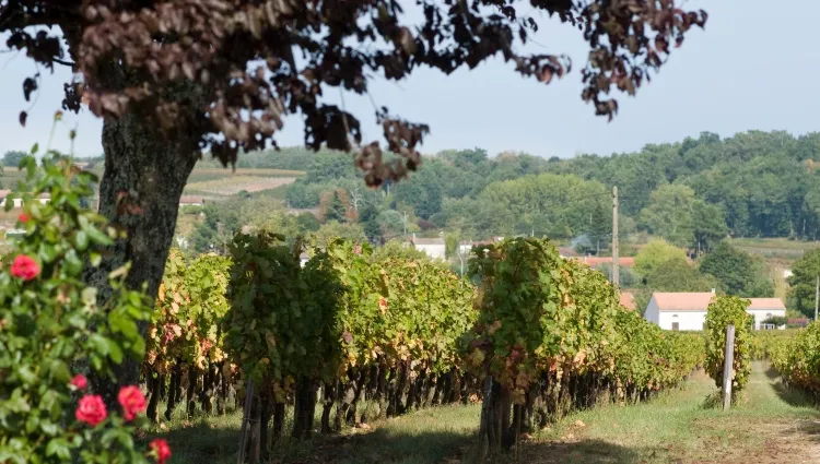 Le médoc vignes 