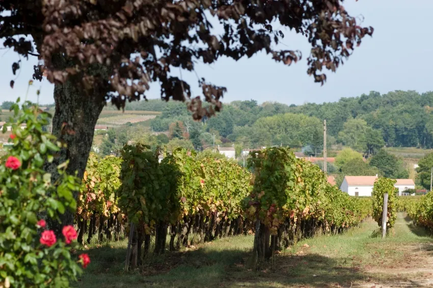 Le médoc vignes 