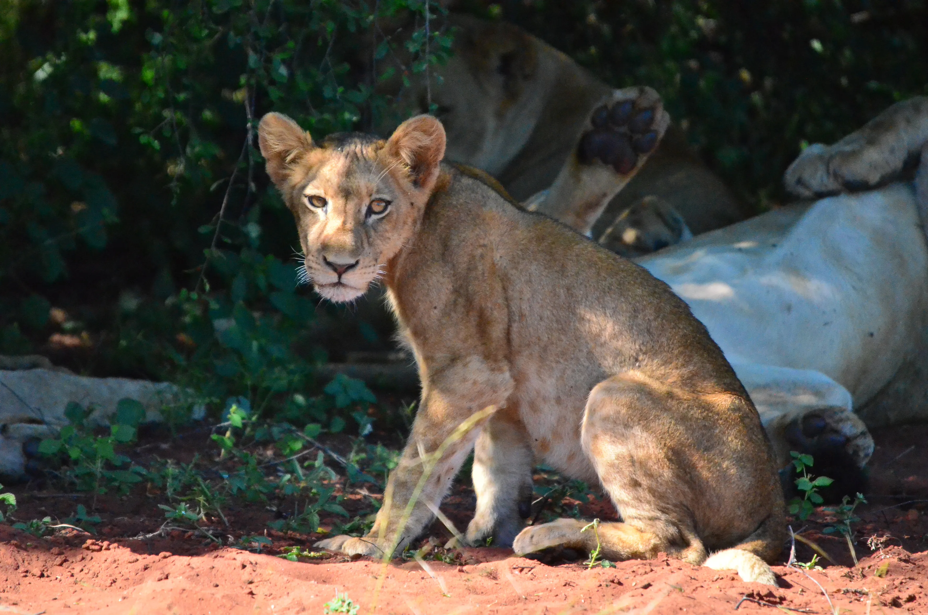 Lionceau parc national de matusadona