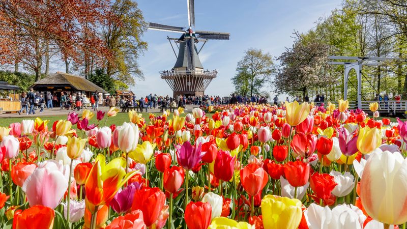 La Hollande, pays des tulipes (formule port/port) - 4