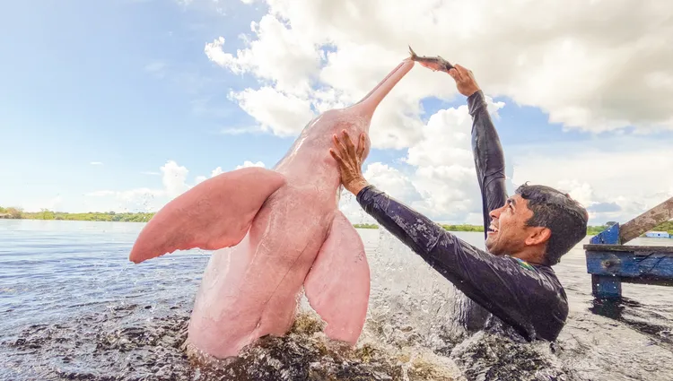 Acrobatie du dauphin rose avec un plongeur 