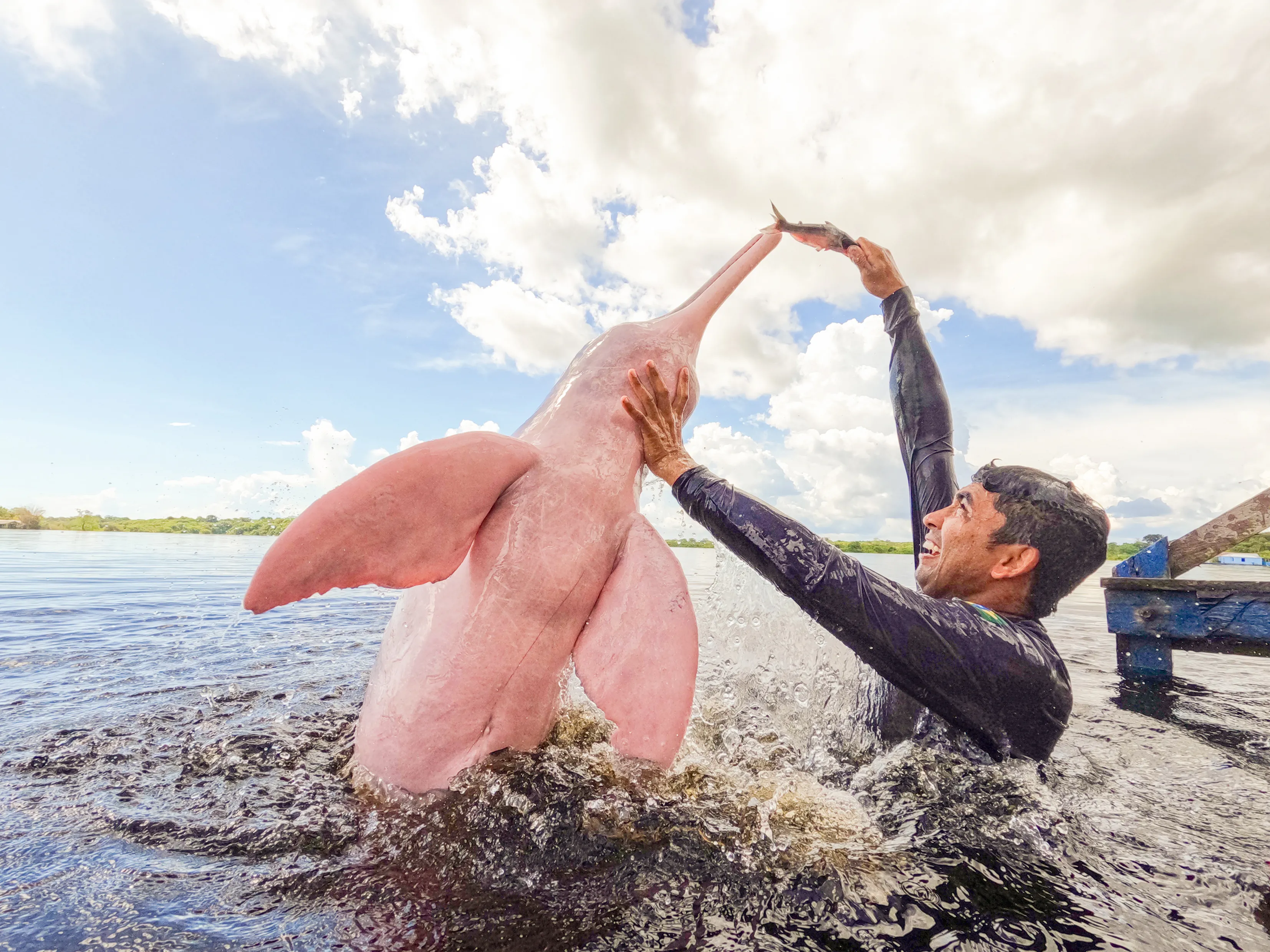 Acrobatie du dauphin rose avec un plongeur 