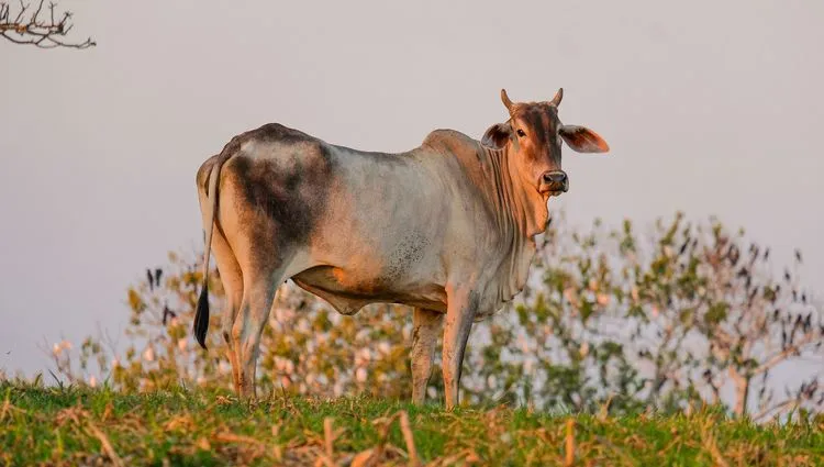 Vache brésilienne 