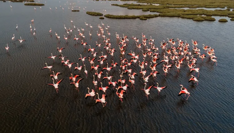 Vue aérienne sur les flamants roses 