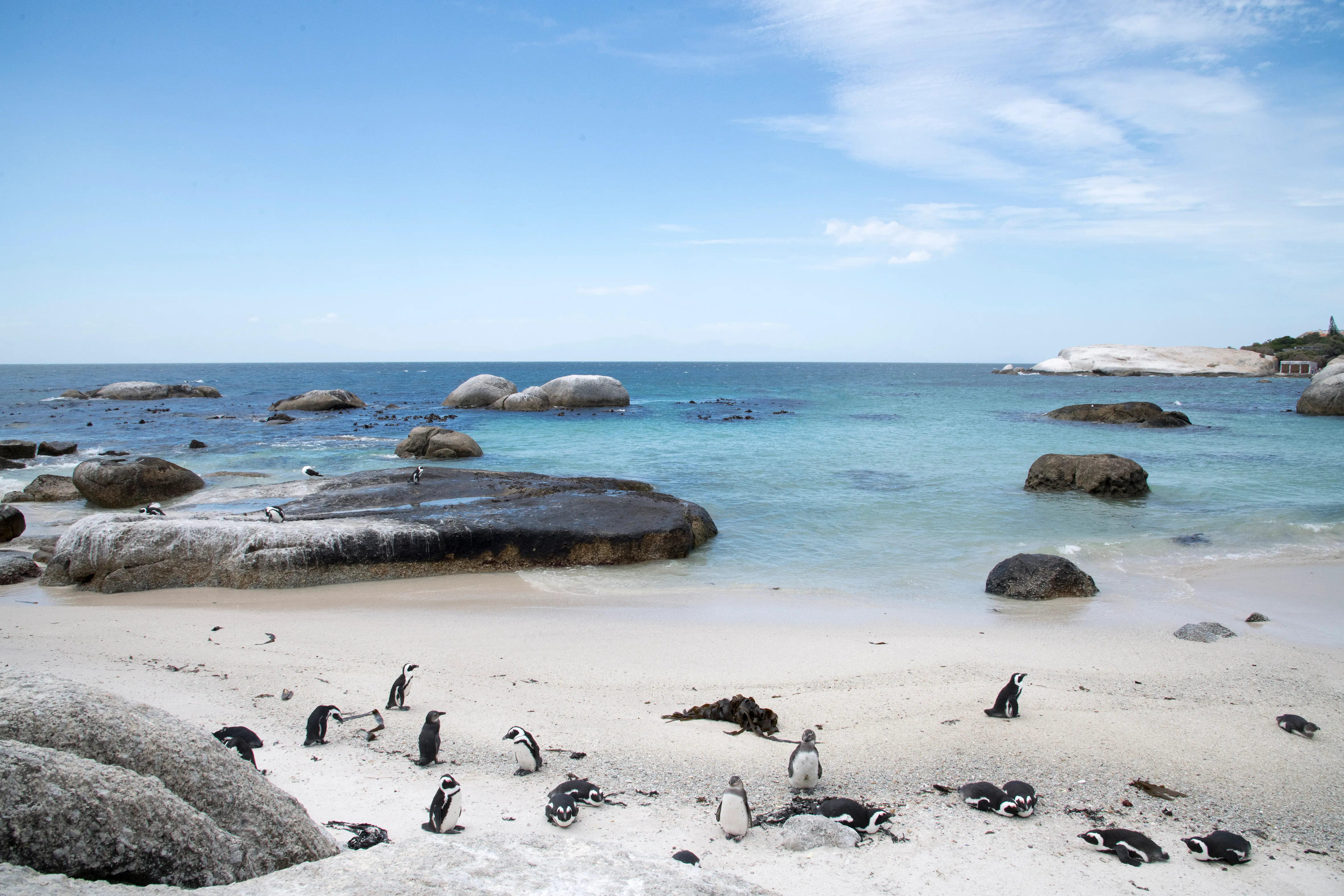 Manchots sur la plage en Afrique du sud