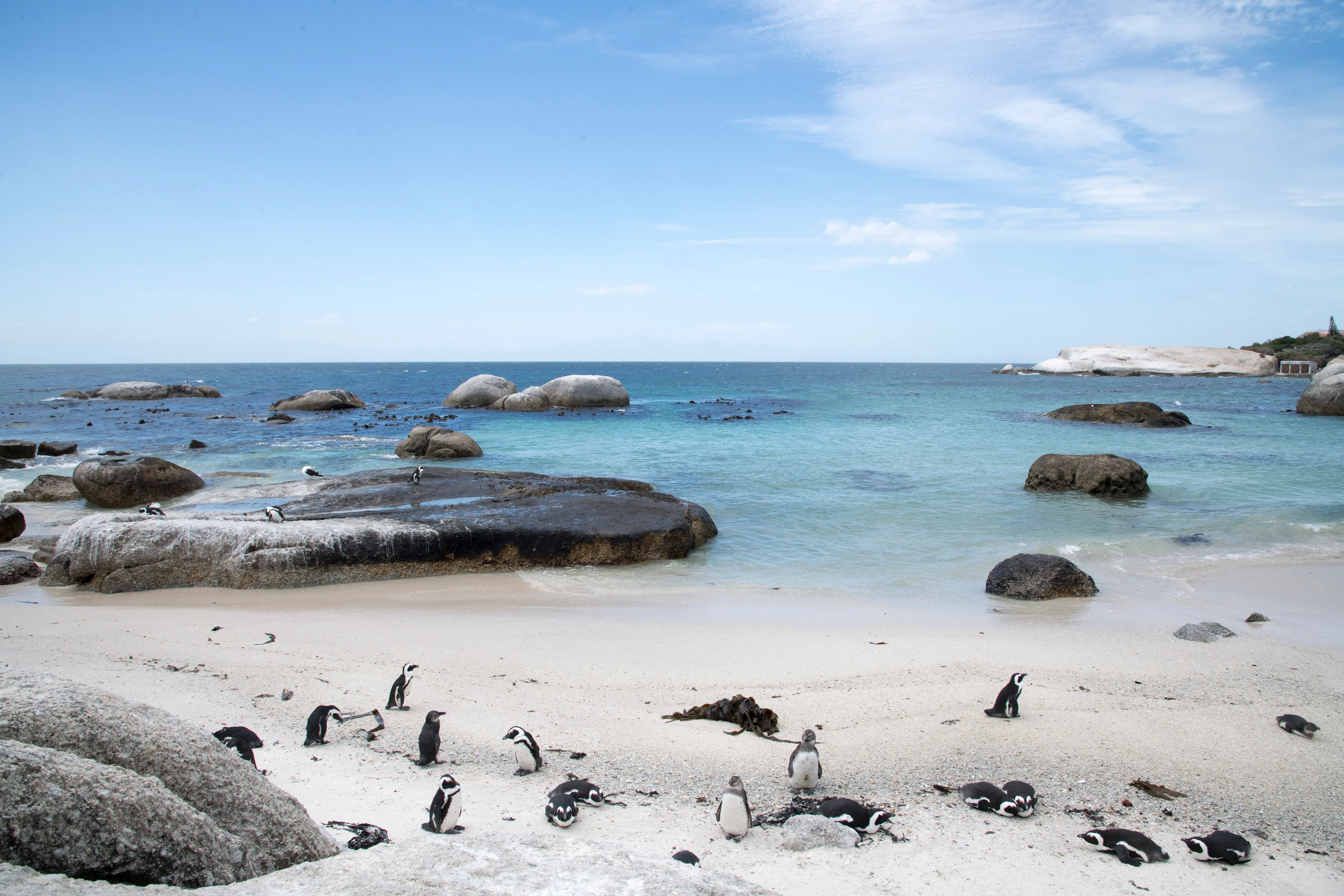 Sitemapcdatahttpsgutecellcare1comimage Manchot Plage