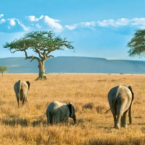 Parc National de Chobe au fil du Zambeze en Afrique 