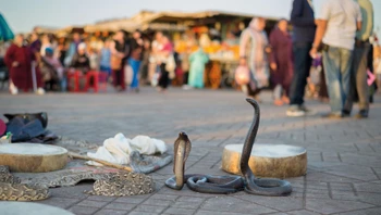 Charmeurs de serpents sur la place Jemaa El-Fna à Marrakech 