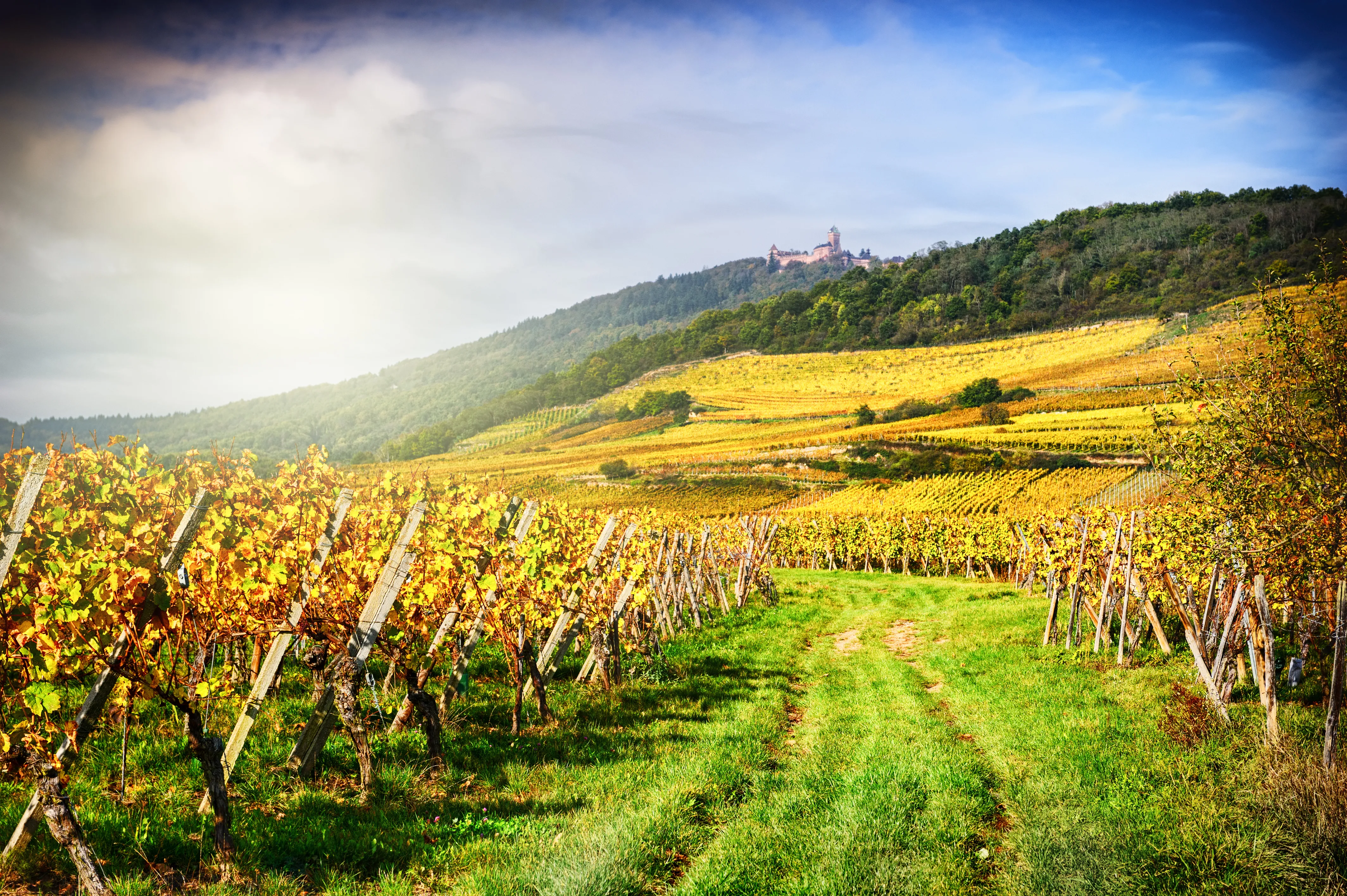 Paysage de vignes en automne 