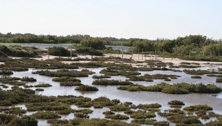 Le Rhône passant en Camargue 