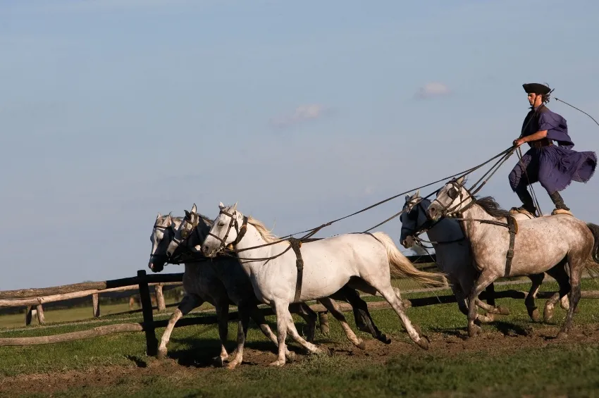 Chevaux de Tisza 