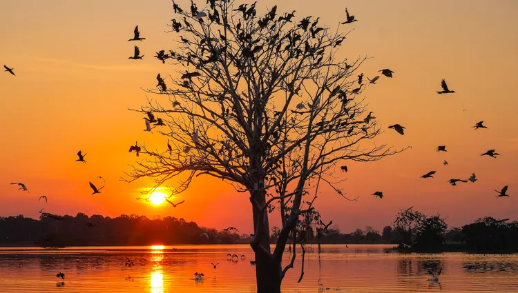 Arbre d'oiseaux au coucher du soleil 