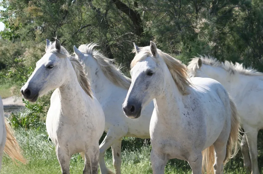 Les chevaux blancs de Camargue 