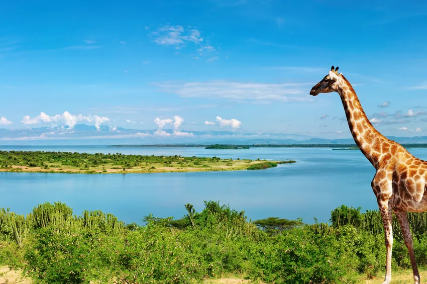 Une girafe au bord du fleuve 