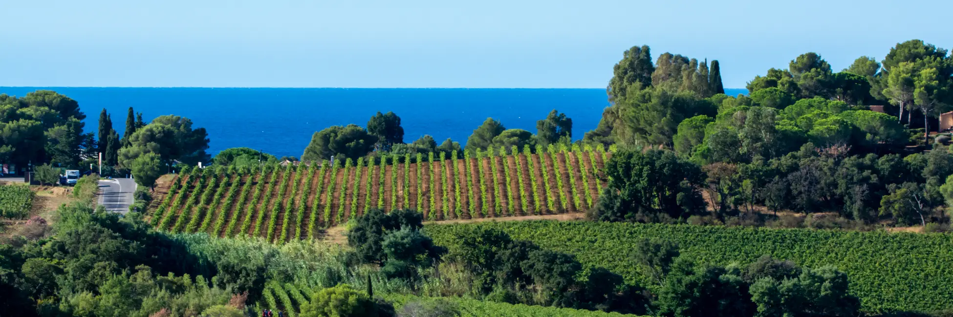 Vignes des côtes de Provence 