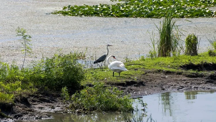 Animaux sur le Delta du Danube 