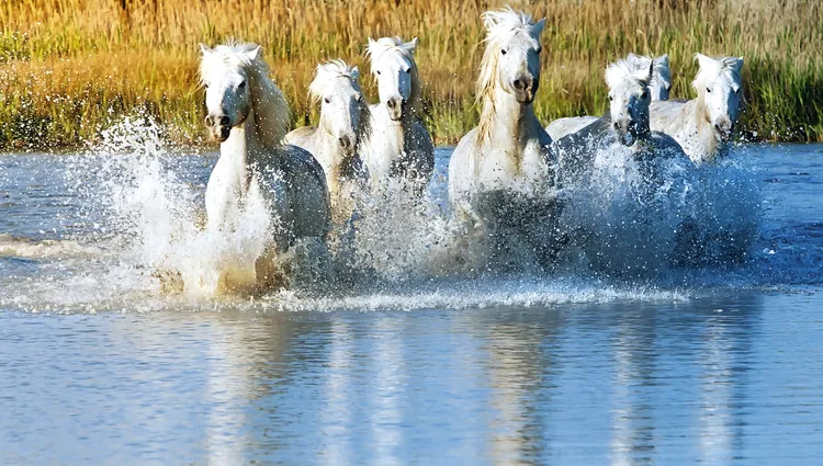Les chevaux blancs de Camargue 