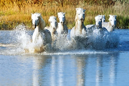 Les chevaux blancs de Camargue 