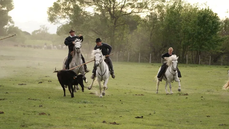 Jeu entre chevaux et taureaux 