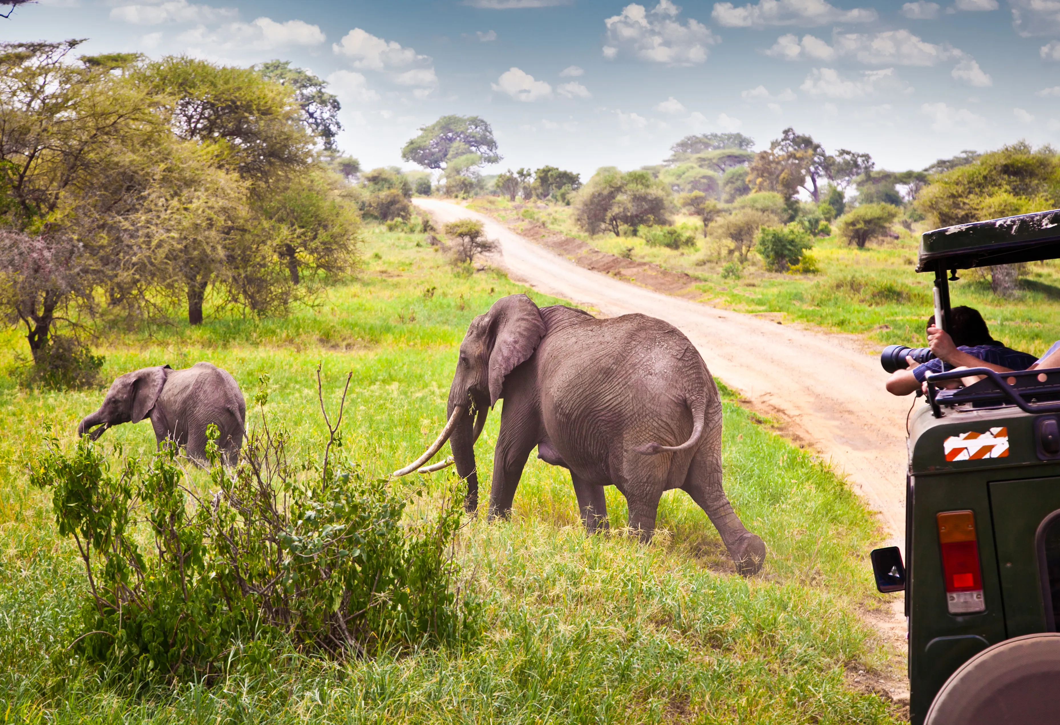 Safari au cœur de la nature africaine 