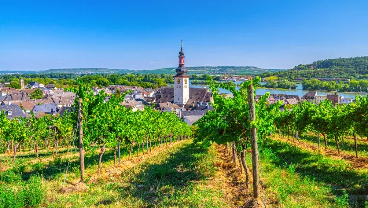 Vignes de Rudesheim 