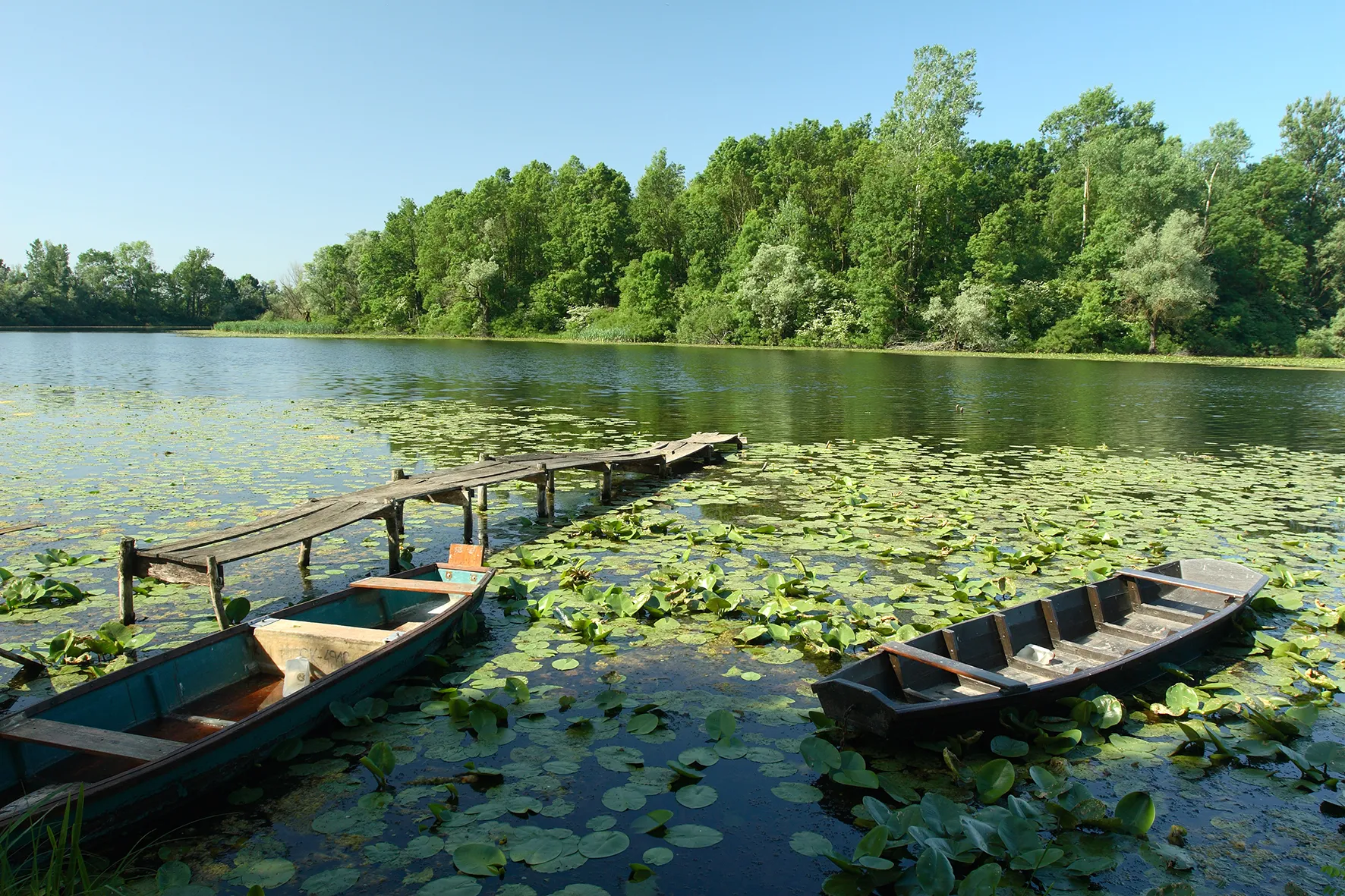 Etang dans le parc naturel de Lonjsko Polje 