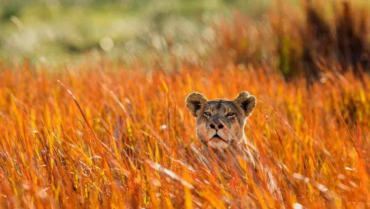 Un lion caché dans les hautes herbes 