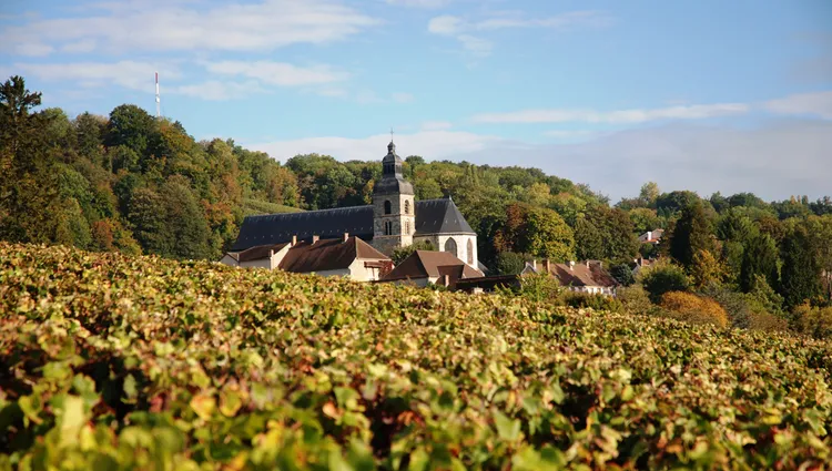 Vineyard in Hautvillers