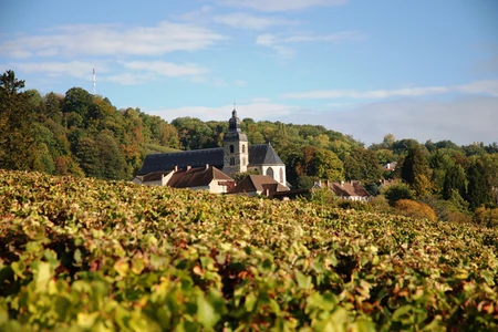 Vineyard in Hautvillers