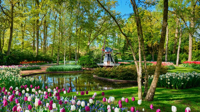 Croisière La Hollande, pays des tulipes (formule port/port) - 8