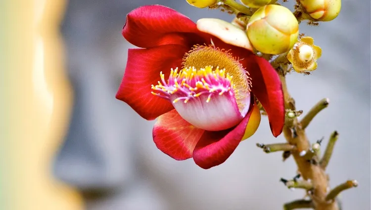 Fleur au temple d'Angkor 