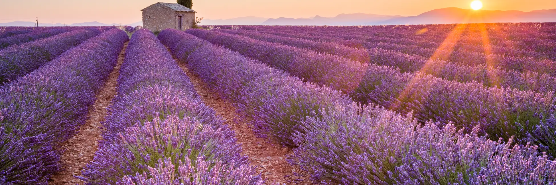 Le coucher du soleil sur la lavande de Provence
