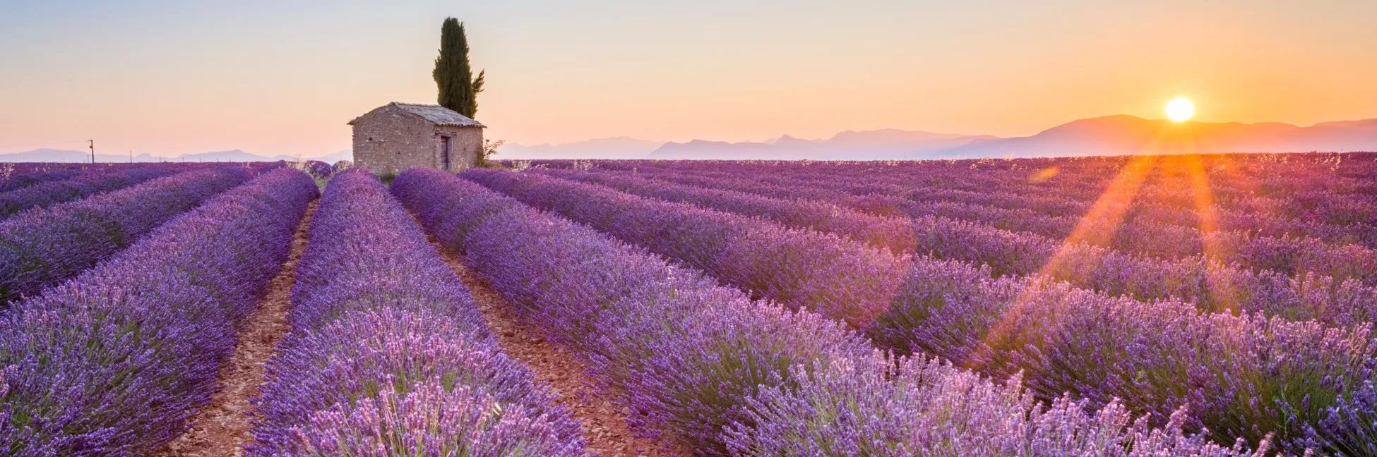 Le coucher du soleil sur la lavande de Provence