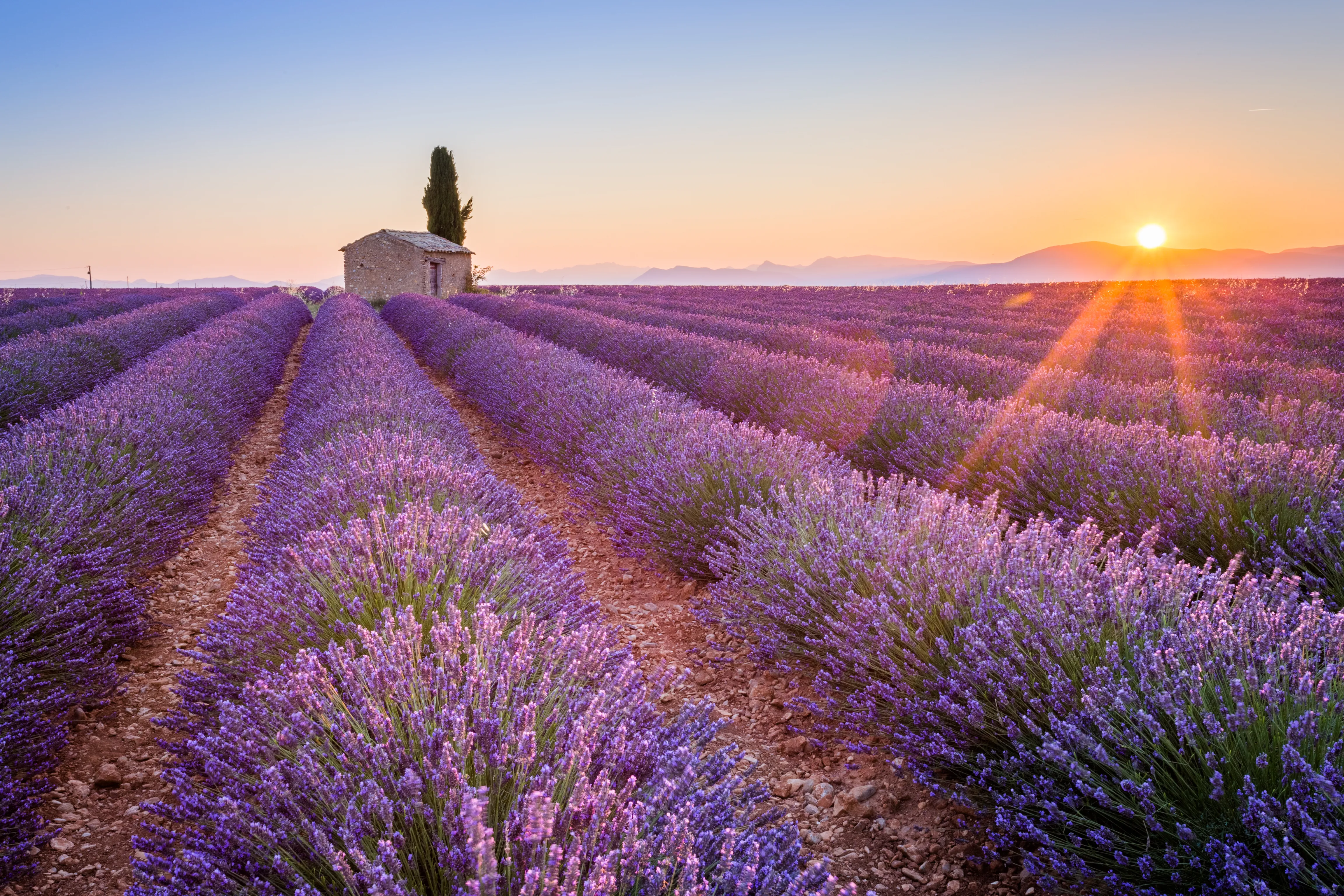 Le coucher du soleil sur la lavande de Provence