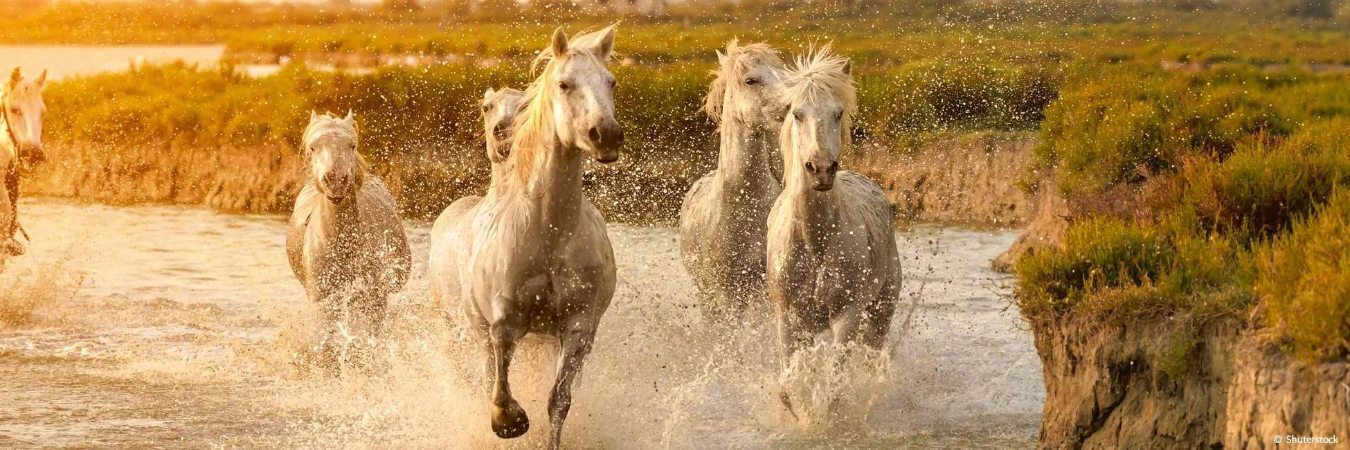 Slider chevaux de Camargue 