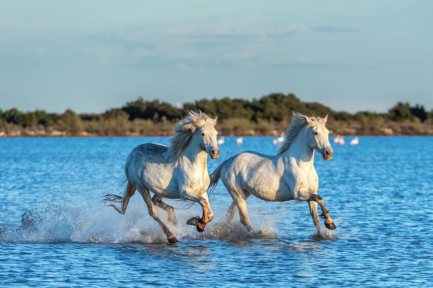 Les chevaux blanc de Camargue galopant 